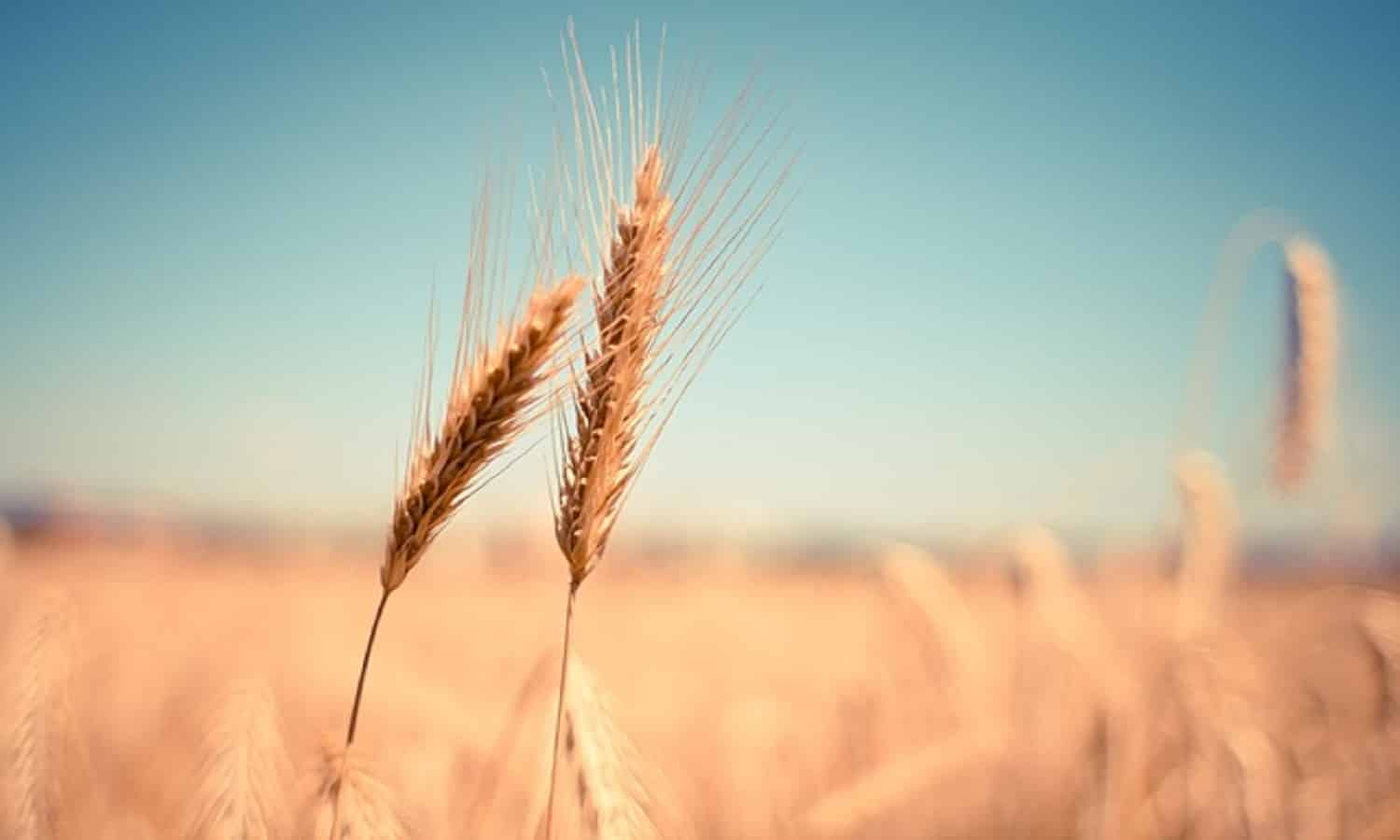 السلع التموينية تلغي مناقصة دولية لشراء القمح